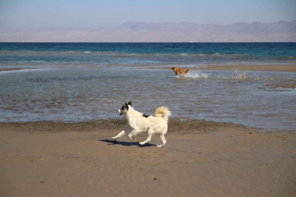 Sebaii Camp السباعى كامب شاطئ الترابين بجوار ويت بالس Hostel Nuweiba` Exterior foto